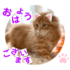 [LINEスタンプ] ねこまーち クリスタルプリンセス