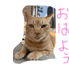 [LINEスタンプ] しぜんすたんぷ