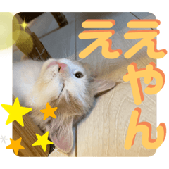 [LINEスタンプ] マンチカン猫の関西弁スタンプ