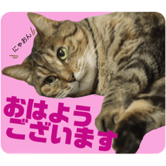 [LINEスタンプ] 我が家のにゃんず まるとチャイ