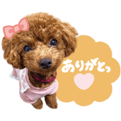 [LINEスタンプ] トイプードルすみれ♡