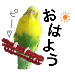 [LINEスタンプ] インコのピーちゃん♡