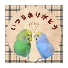 [LINEスタンプ] ホッとするインコ