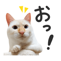 [LINEスタンプ] とにかくやんちゃな雫さん