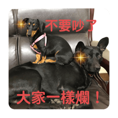 [LINEスタンプ] 日台犬合作の台湾華語すたんぷ