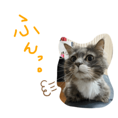[LINEスタンプ] 長毛猫ハウル