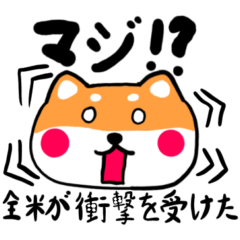 [LINEスタンプ] ゆるふわ♡柴犬メグ