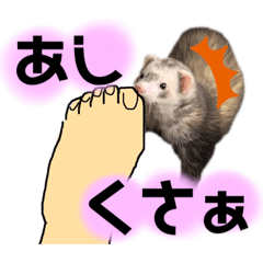 [LINEスタンプ] フェレットの喜怒哀楽