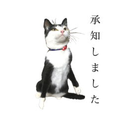 [LINEスタンプ] タキシード猫そふの画像（メイン）