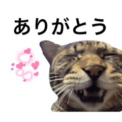 [LINEスタンプ] ながの家のねこ