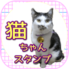 [LINEスタンプ] 毎日使える、猫の写真スタンプの画像（メイン）