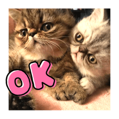 [LINEスタンプ] エキゾチック  大福
