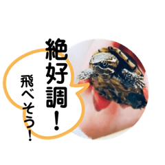 [LINEスタンプ] ミシニ亀のこつぶ