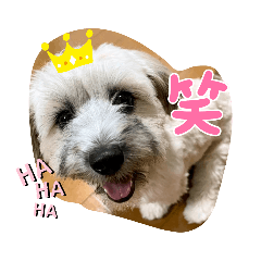 [LINEスタンプ] ちゃ豆スタンプ