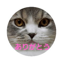 [LINEスタンプ] かわいいりつ