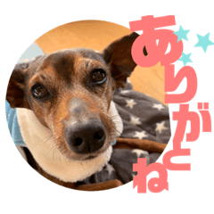 [LINEスタンプ] ミニピンしいたけ太郎のいろいろ