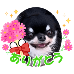 [LINEスタンプ] チワワひめちゃんの日常