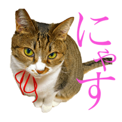 [LINEスタンプ] キジシロ猫のちゅんの画像（メイン）