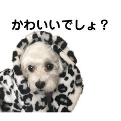 [LINEスタンプ] かわいいジルちゃん