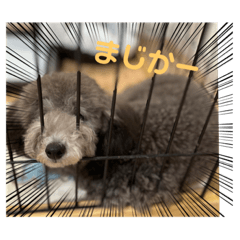 [LINEスタンプ] ぎんちゃま‼︎