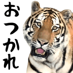 [LINEスタンプ] 寅(トラ)の日常生活 ほほえみフレンズ