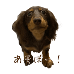 [LINEスタンプ] ポム3ヶ月