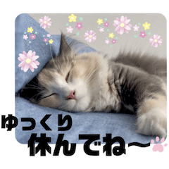 [LINEスタンプ] びす家物語（びすけ、みるふ）／non04