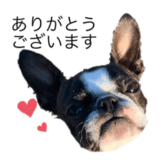 [LINEスタンプ] ボストン・テリアのイギーの画像（メイン）
