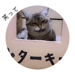 [LINEスタンプ] ガッシーねこーずちーず増し増しスタンプ