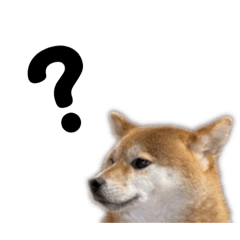 [LINEスタンプ] 柴犬しか勝たん（どこでも使える日常会話）