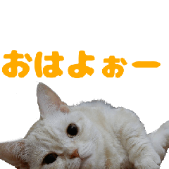 [LINEスタンプ] 花さんちの猫(花、しずく)