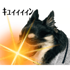 [LINEスタンプ] まめ犬スペシャル