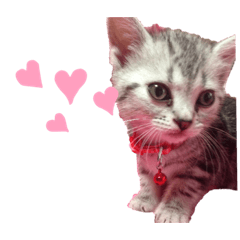 [LINEスタンプ] 猫のシルヴィアスタンプ