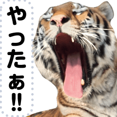 [LINEスタンプ] 寅(トラ)の動物園！メッセージスタンプ