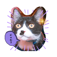 [LINEスタンプ] ハチワレ猫の世界