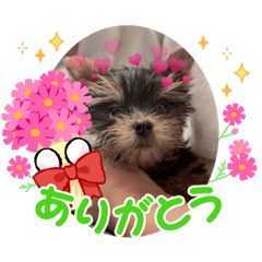 [LINEスタンプ] 可愛いこむぎ