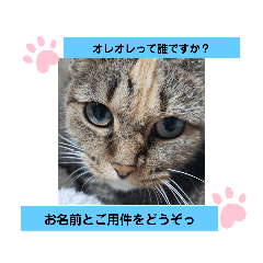 [LINEスタンプ] にゃあにゃあ～猫