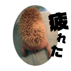 [LINEスタンプ] やさぐれこむぎさん