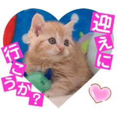 [LINEスタンプ] ねこまーち 男前クリーム