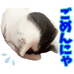 [LINEスタンプ] シロクロにゃんこのめめちゃん