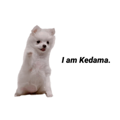 [LINEスタンプ] I am けだま 。