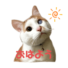 [LINEスタンプ] チャムと愉快な仲間たち