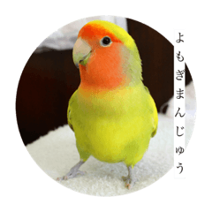 [LINEスタンプ] コザクラインコよもぎ♀3