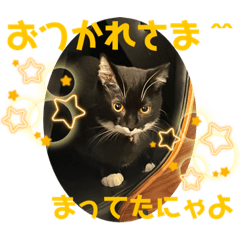[LINEスタンプ] 猫愛スタンプ⑥