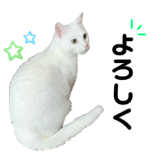 [LINEスタンプ] くーちゃん！！