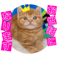 [LINEスタンプ] ねこまーち プリンスレッド