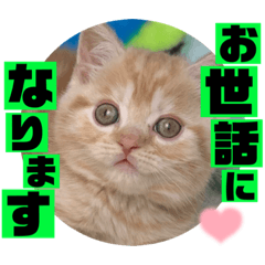 [LINEスタンプ] ねこまーち もちもちクリーム