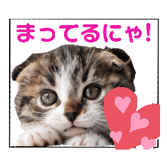 [LINEスタンプ] 短足だってイイじゃん！かわいい猫スタンプ