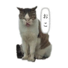 [LINEスタンプ] 激おこ猫