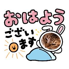 [LINEスタンプ] 元保護猫だよ！アロ